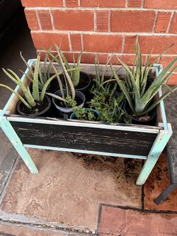 A Spotlight On Our Small Sized Plants