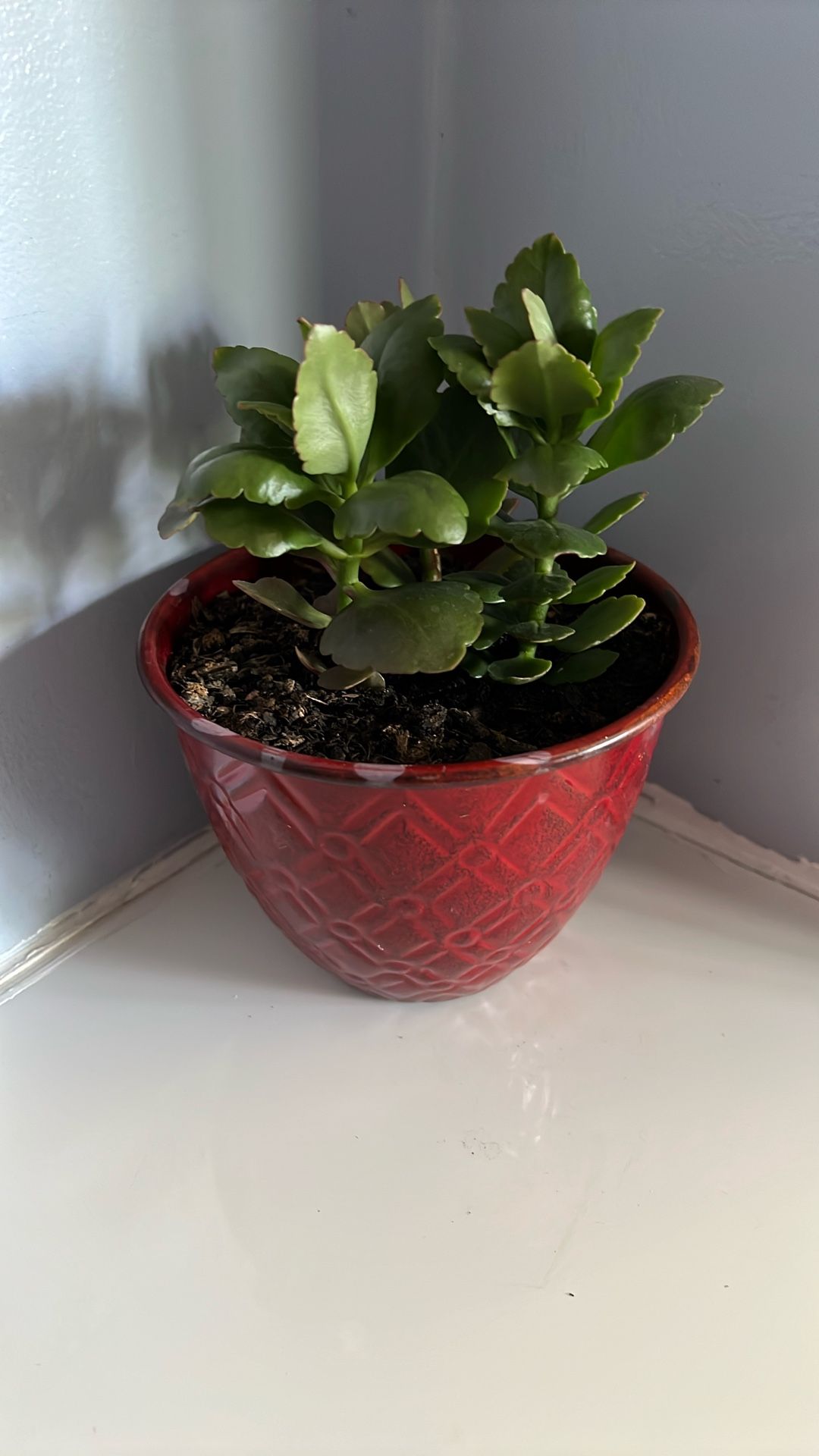 Live Houseplants, Floral Kalanchoe, Pink Flowers, in 5.5 Red Metallic Pot
