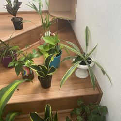 House Plants (live) 9.00 Each