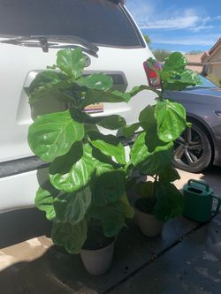 Fiddle leaf fig