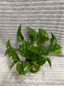 Golden Pothos Live Houseplant