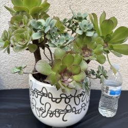 Mixed Succulents Plants