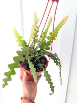 Epiphyllum Anguliger Ric Rac Cactus Plant 6" Pot - Indoor House Plants
