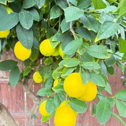 Organic Lemons 