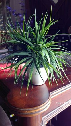 Small artificial plant in white ceramic pot