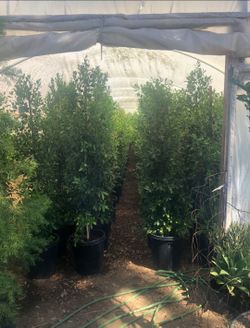 Ficus Nitida Laurels