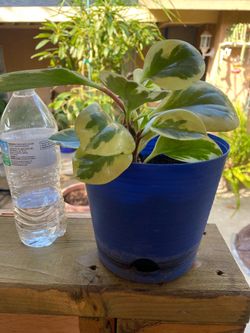Peperomia Baby Rubber plant