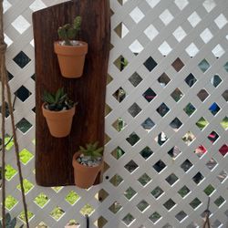 Beautiful 3 Mini Cactus On Clay Pots 