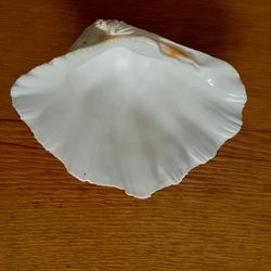Real ocean giant clam shell soap dish decor 7.25