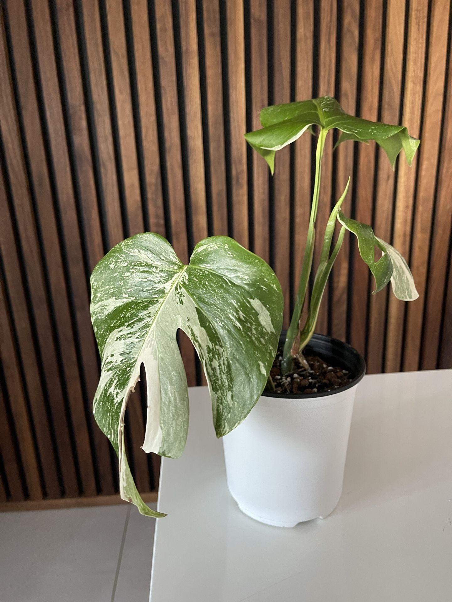 Variegated Monstera Albo With New Leaf