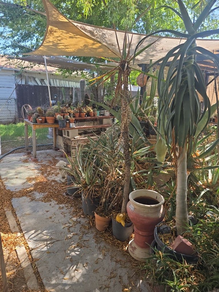Succulents, Aloe, Cactus , Various Sizes N Shapes.