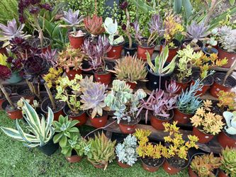 Variety Of Succulents Plants