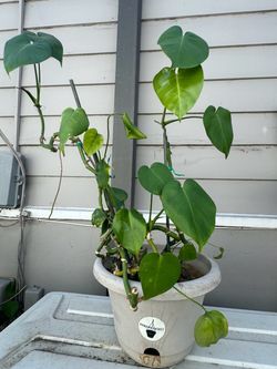 This Plant is very refreshing for inside