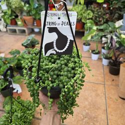 String Of Pearls 