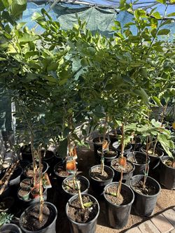 Mandarín Daisy Trees 4 1/2 The Tall $60 Each Price Firm