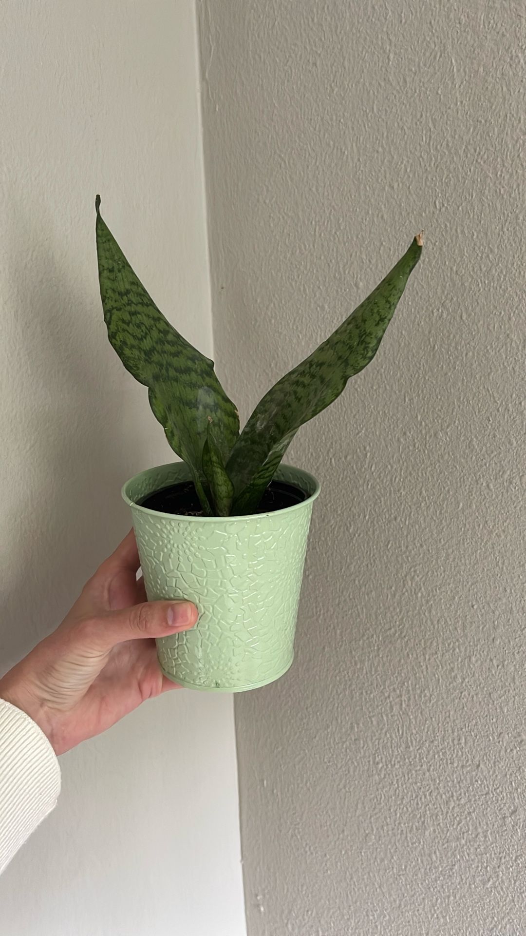 Small Snake Plant