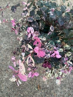 Jazz Hands Loropetalum (Chinese fringe-flower)