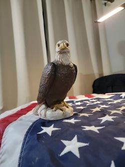 🦅beautiful eagle
