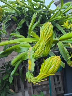 Dragon fruit cuttings.