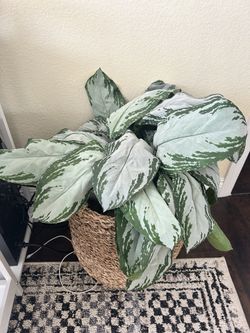 Faux Plant 