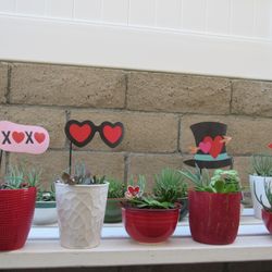 Valentine's Day Gift Plants ( Read Details)
