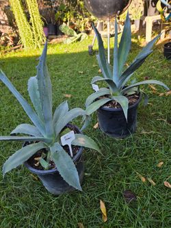 Maguey/American Agave Plant