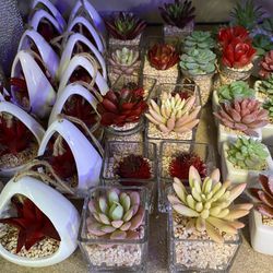 12 Pieces Of Fake Succulents With Pot