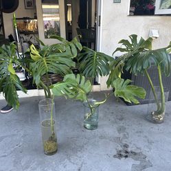 Monstera Trimmings any size