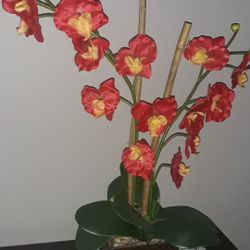 Orchid