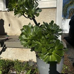 Aeonium succulent plant