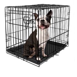 Vibrant Life Single-Door Folding Dog Crate with Divider, Small