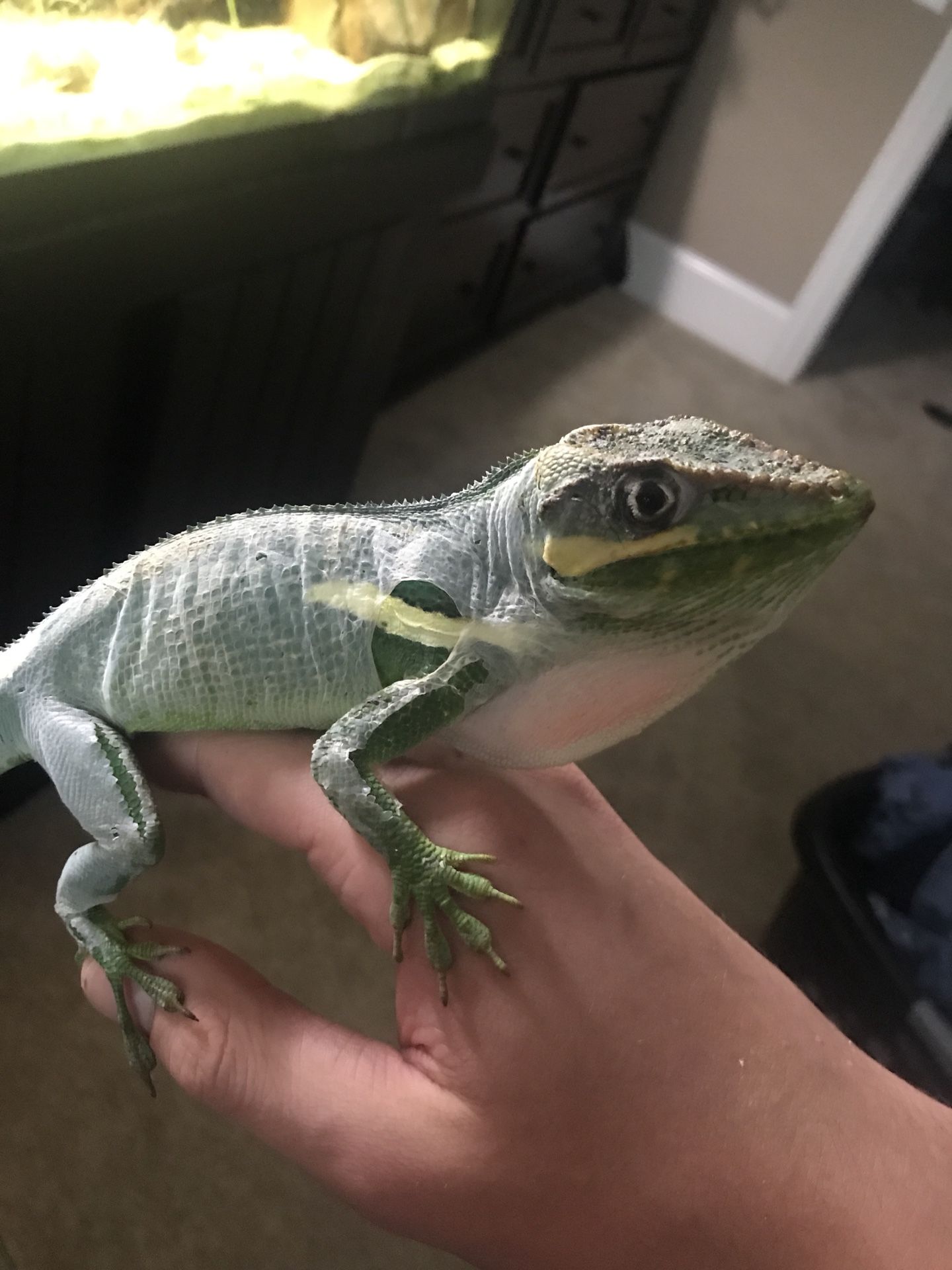 Cuban knight anole!