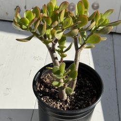 🪴Lucky Jade Or Gud Luck Plant🙏PLS READ DESCRIPTION 