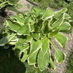 Big Variegated Green And White Hostas- 🔴$7 Each or 2 For $10🔴 🌻 Please Read ENTIRE Description Below🌻