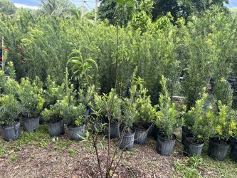 Podocarpos 3 Gallon $8 7 Gallon 18$