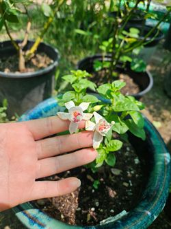 Plant, in Cerámic Pot, I don't know the name!