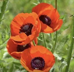 Poppy Seeds (25)