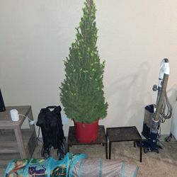 Ornamental Tree Beautiful 