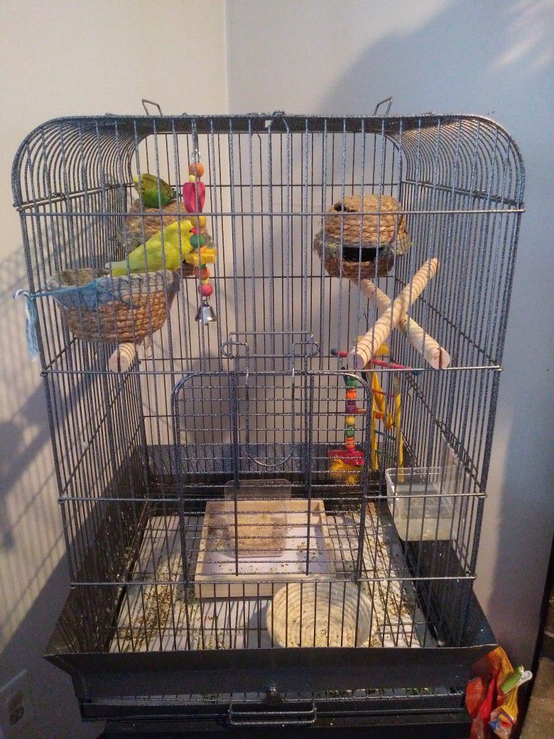 Three Parakeets Astralian Im Selling Them Because I Dont Have space In My House