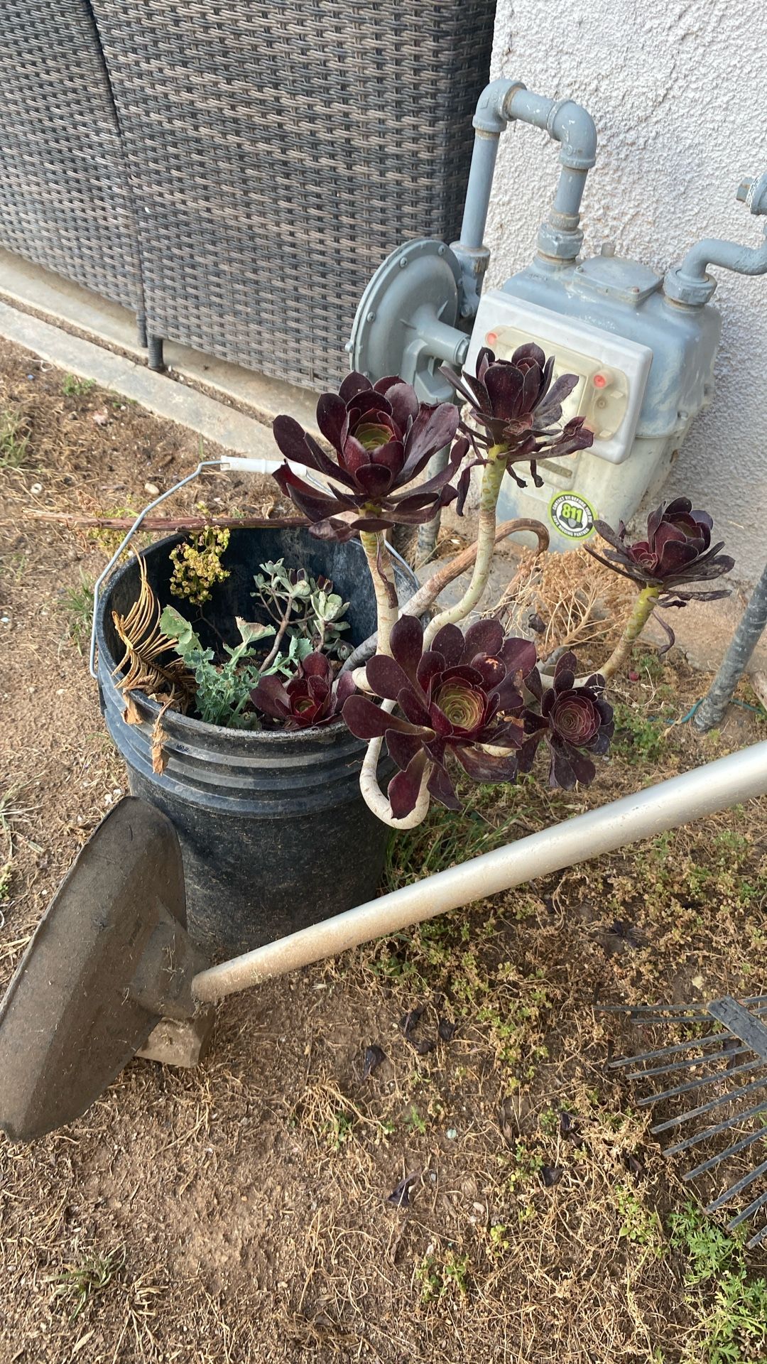 Succulent