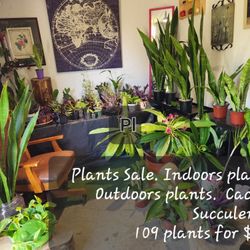 $350 For For All Plants. Beautiful Collection. Includes Indoors Plants  Outdoors Plants 🪴 