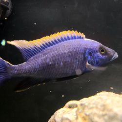 African Cichlid Decor