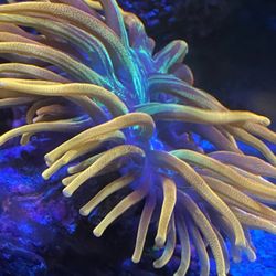 Chicago Sunburst Anemone 