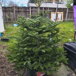 Nice 5ft Real Spruce Christmas Tree