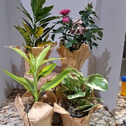Live FOLIAGE Plants - Great For Mother's Day