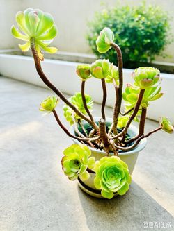 Aeonium Succulent Plant in a nice ceramic Pot