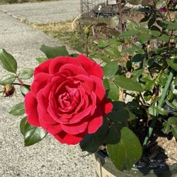 blossoming double knockout red rose plant 