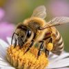 Jamie Bee 