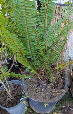 Beautiful Green Fern 🌿