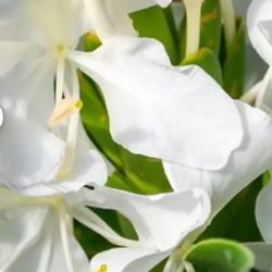 #37 Butterfly Ginger. 4 plants in 5 gal, 5feet tall potgrant, tropical perennial known for its white, butterfly-like flowers that bloom on tall stems,